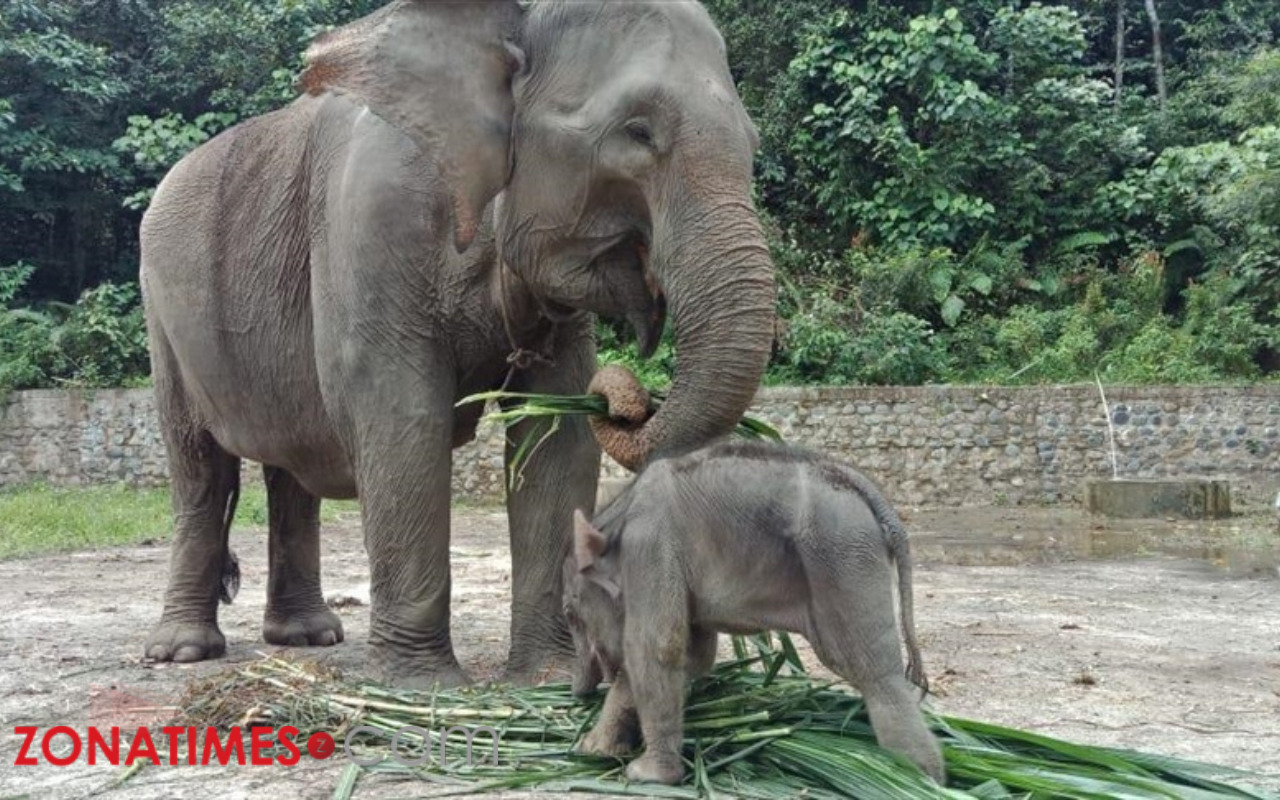Anak Gajah Sumatera