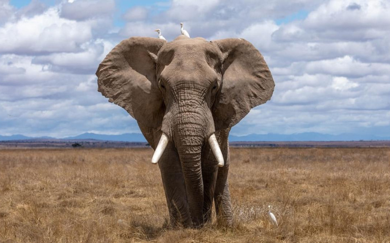 Mengapa Gajah Tidak Memiliki Predator: Analisis Ekologi