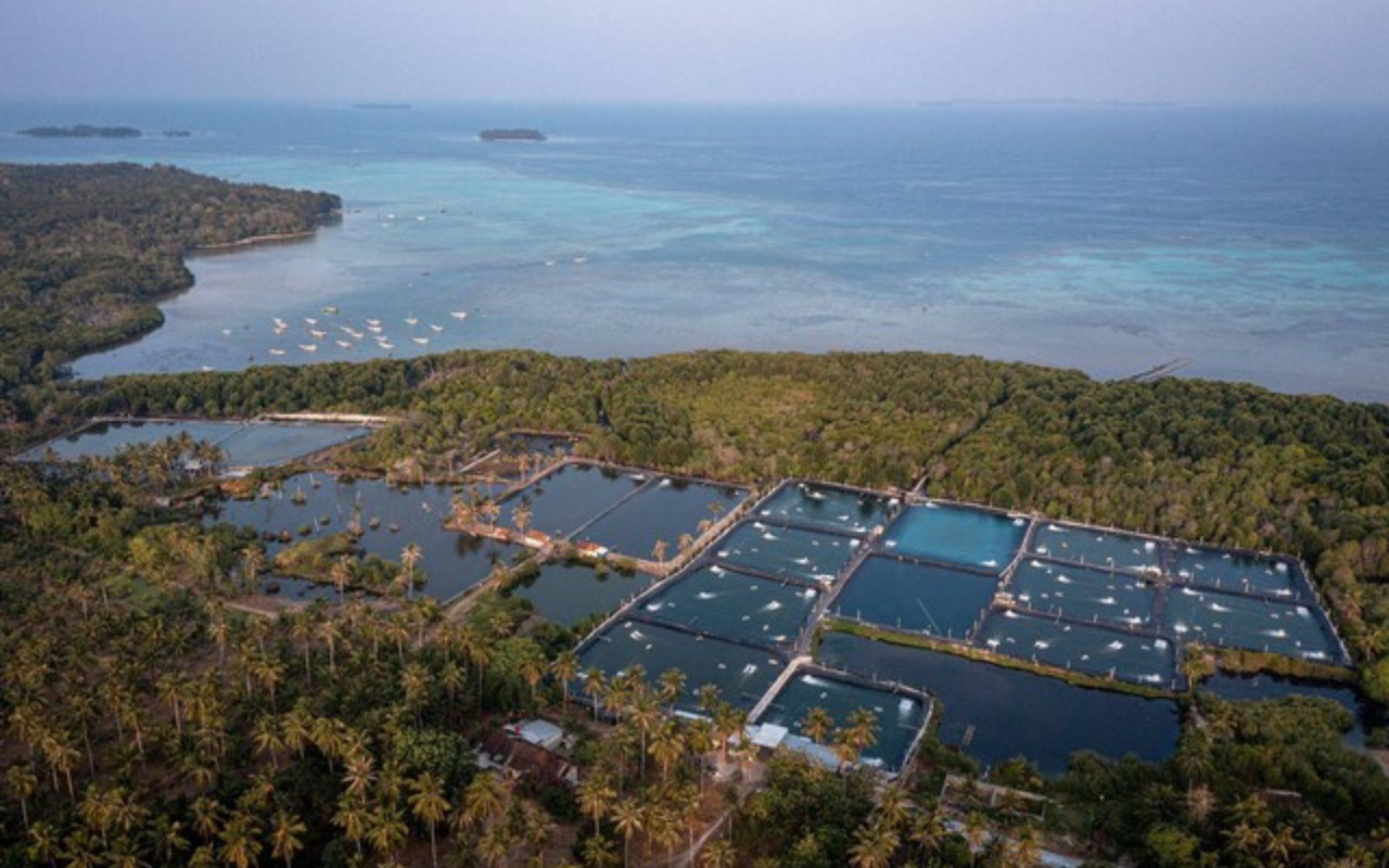 Pulau Karimunjawa Berpotensi Tenggelam Akibat Tambak Udang