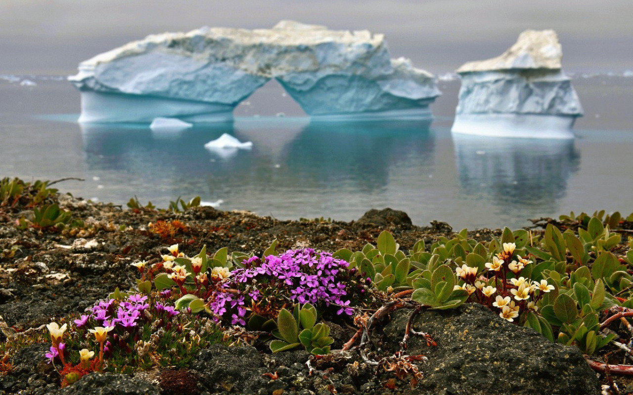 Tumbuhan Mulai Tumbuh di Antartika: Perubahan Iklim yang Mencemaskan