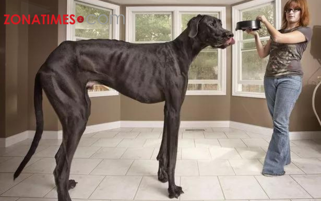Zeus, Si Anjing Tertinggi di Dunia yang Meninggal Dunia Akibat Kanker